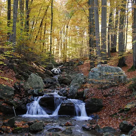 Des Bois De فيلة سبا