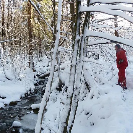 Des Bois De فيلة *